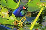 Purple Gallinule